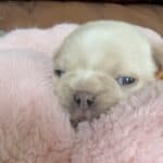 Peaches & Rowdy French Bulldog Litters | Born Mar 20th | Pup ready in May, 2026