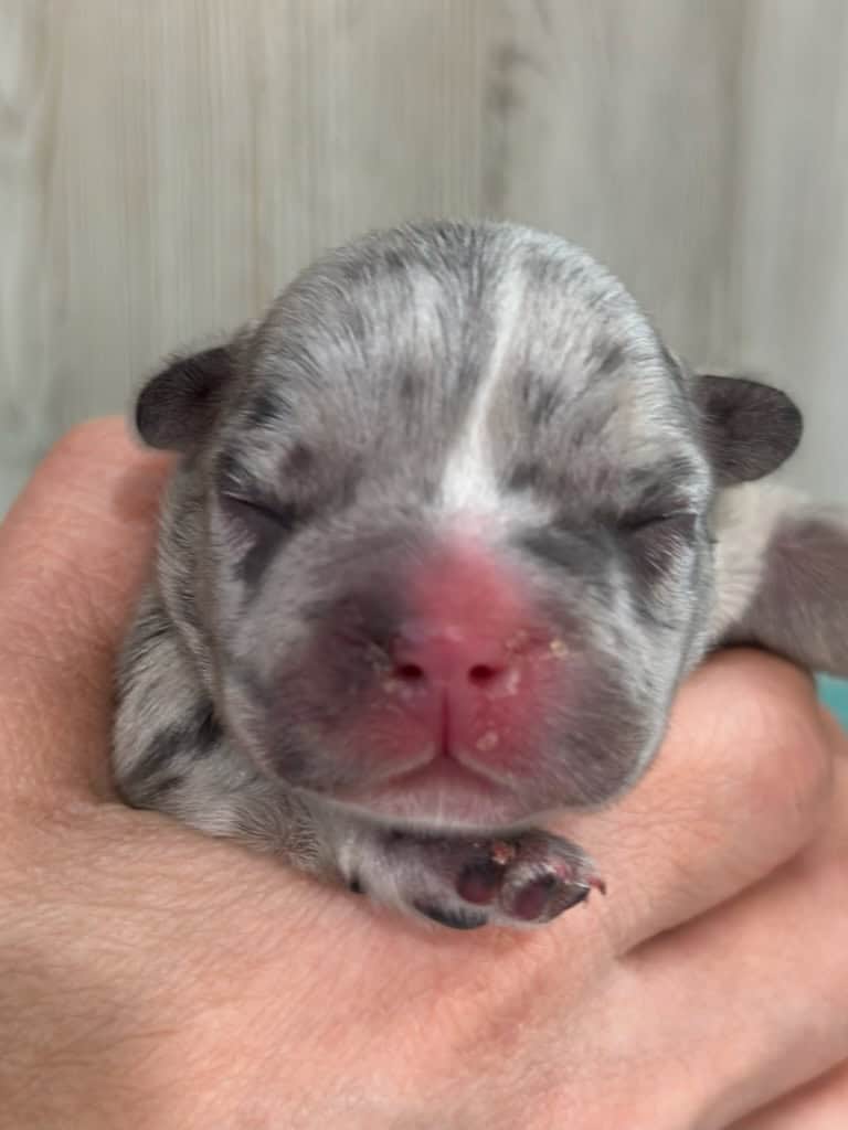 Jellybean | Blue Merle French Bulldog Female | Available May, 2026