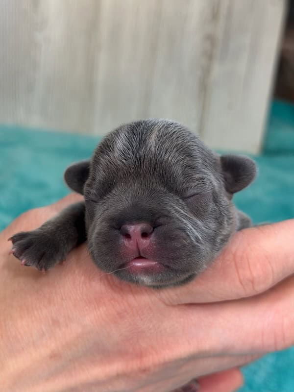 Ian | Blue French Bulldog Male | Available May, 2026