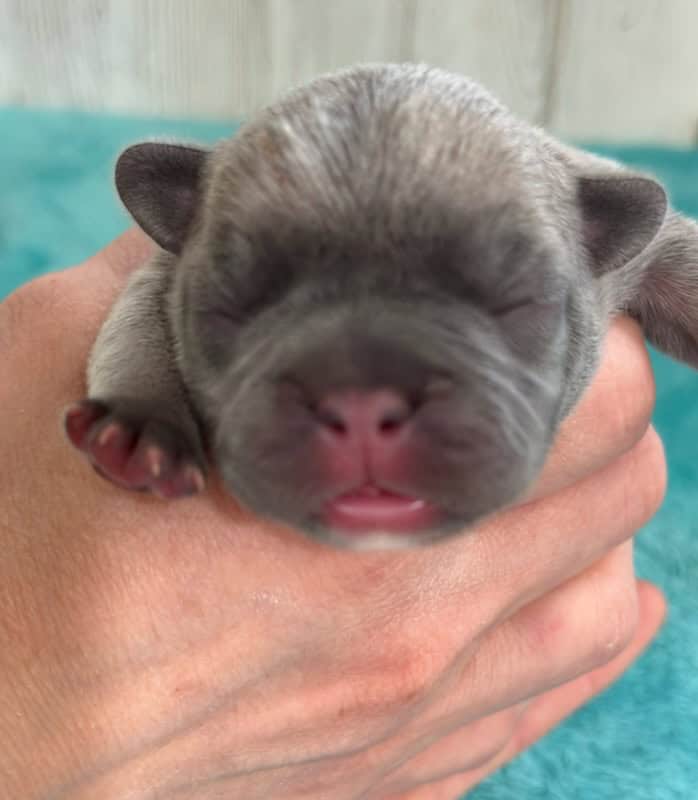 Ivy | Blue Fawn French Bulldog Female | Available May, 2026