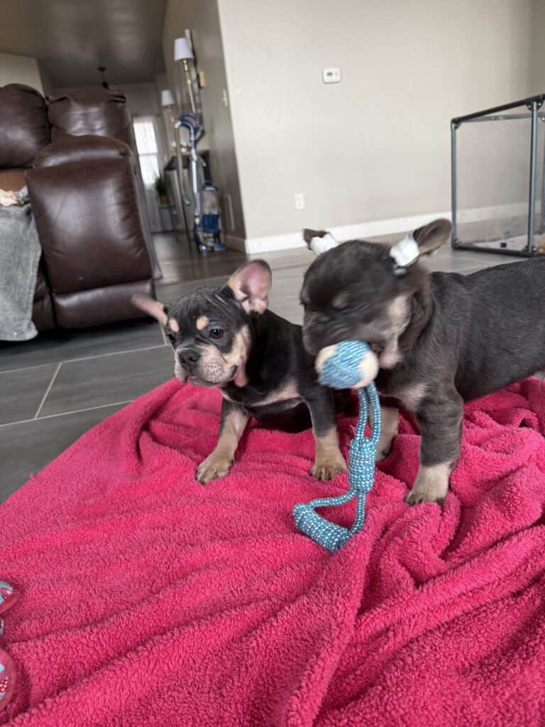 Bentley | Blue & Tan French Bulldog Male | The Active One