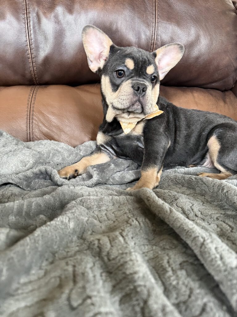 Bentley | Blue & Tan French Bulldog Male | The Active One