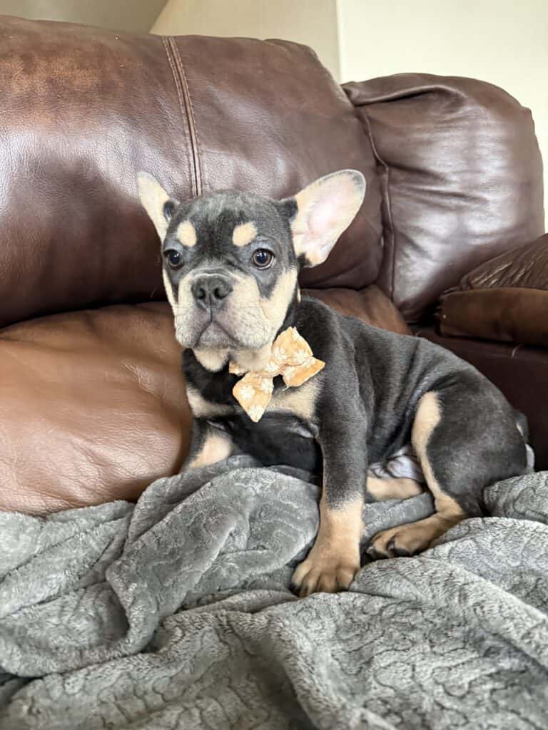 Bentley | Blue & Tan French Bulldog Male | The Active One