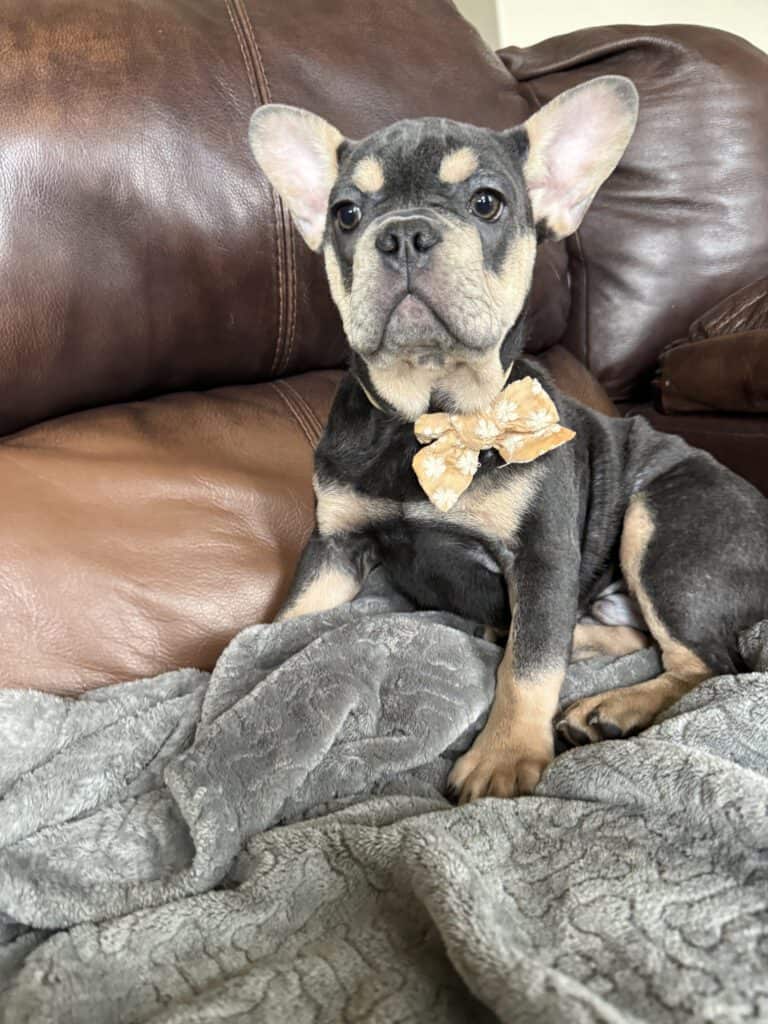 Bentley | Blue & Tan French Bulldog Male | The Active One