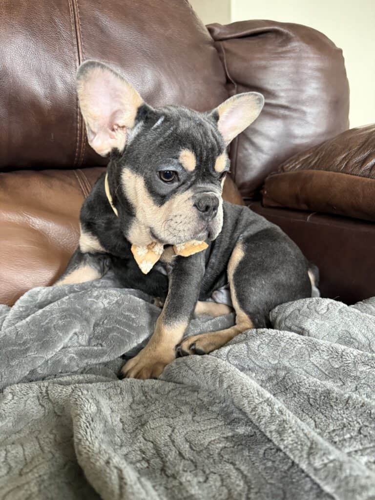 Bentley | Blue & Tan French Bulldog Male | The Active One