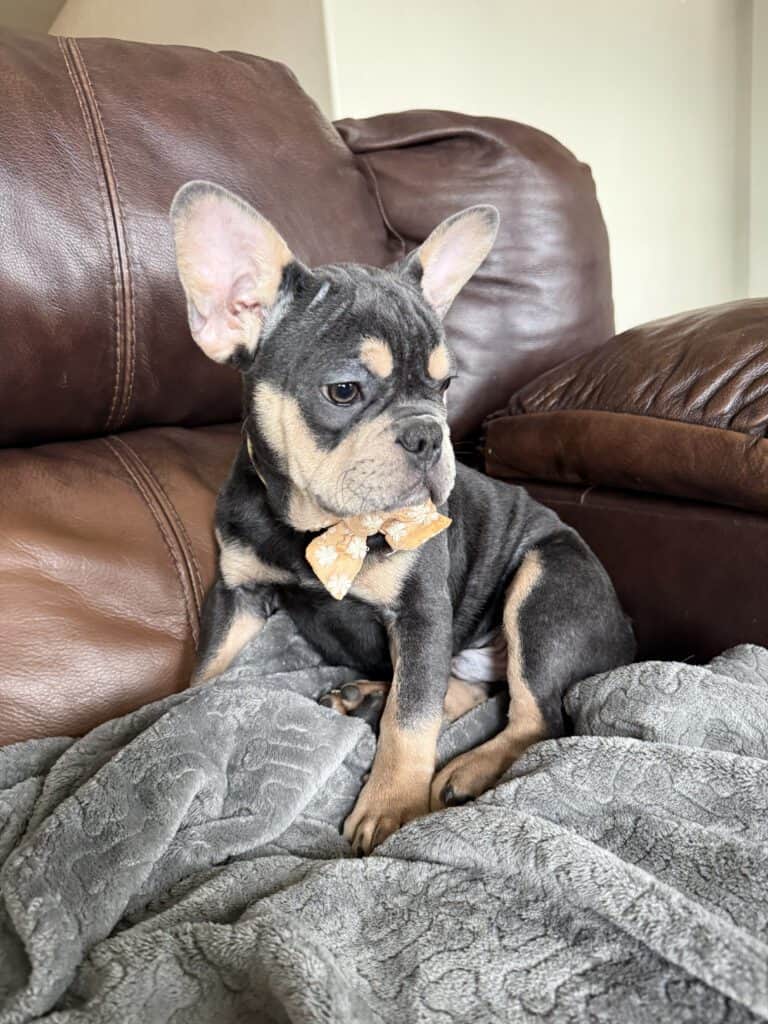 Bentley | Blue & Tan French Bulldog Male | The Active One
