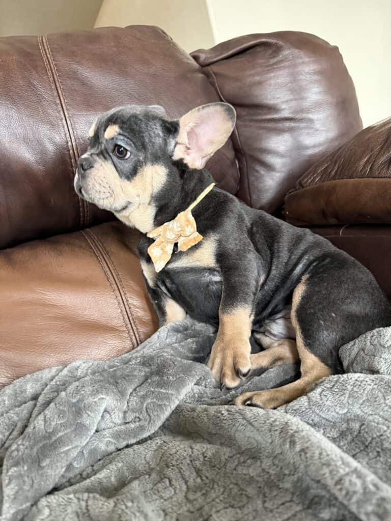 Bentley | Blue & Tan French Bulldog Male | The Active One