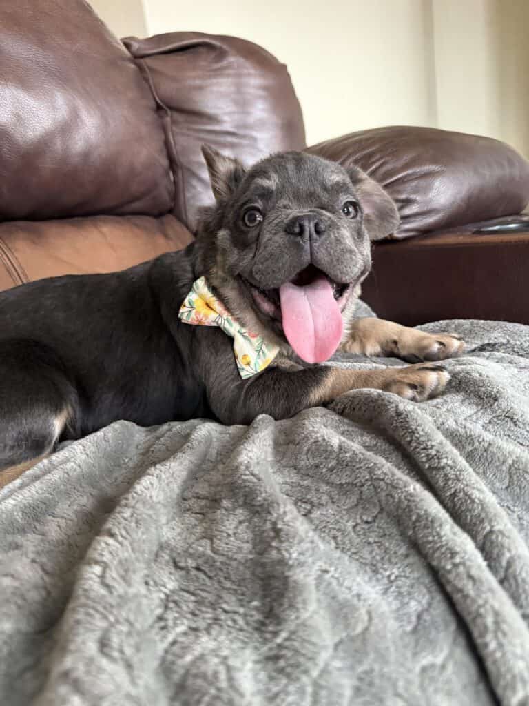 Beau | Blue & Tan Fluffy French Bulldog Male | The Playful