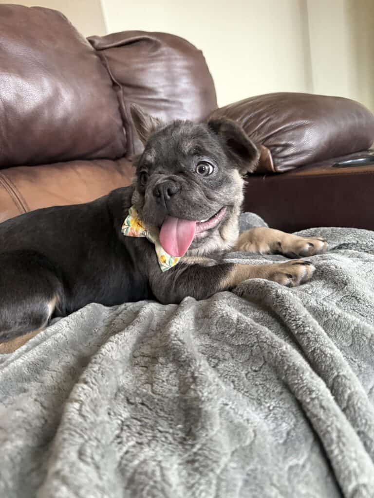 Beau | Blue & Tan Fluffy French Bulldog Male | The Playful