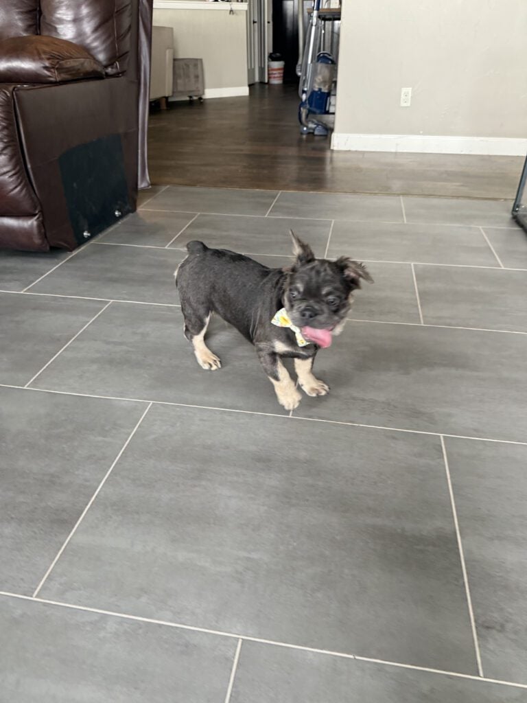 Beau | Blue & Tan Fluffy French Bulldog Male | The Playful