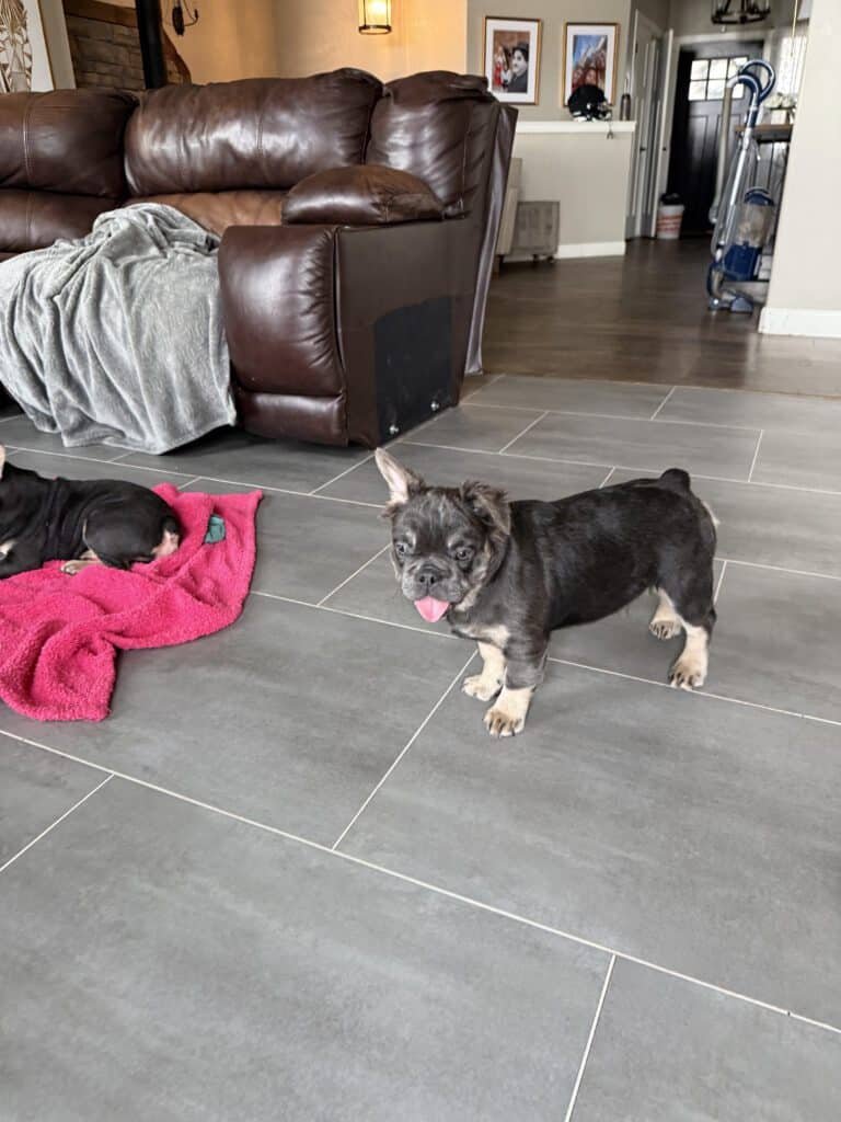 Beau | Blue & Tan Fluffy French Bulldog Male | The Playful