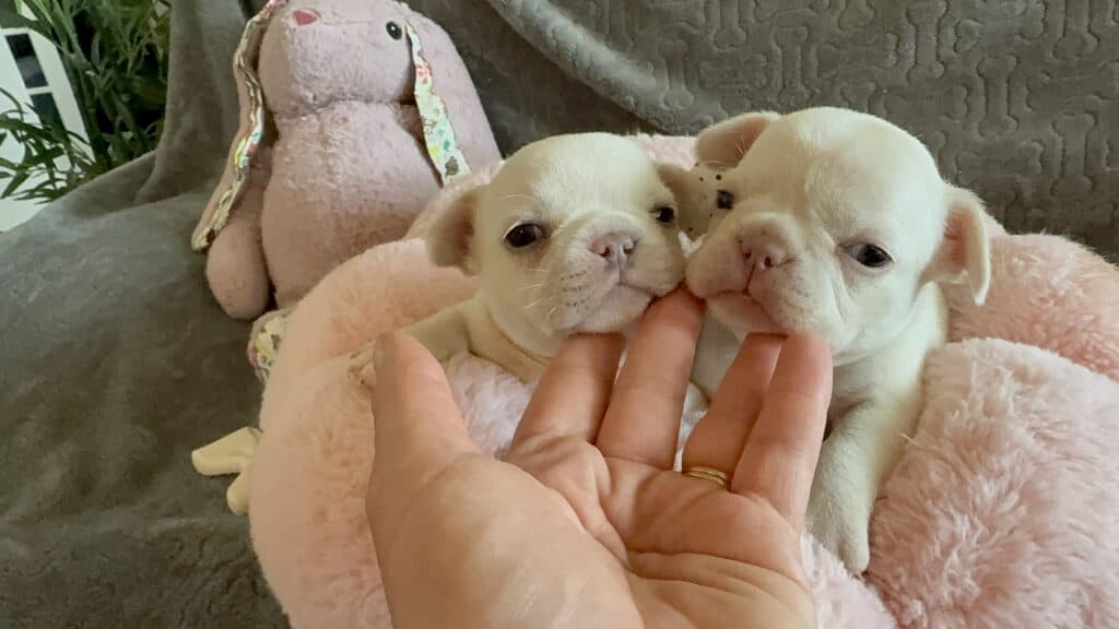 Macey | Cream French Bulldog Female | Available June 4th, 2026