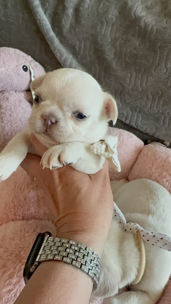 Molly | Cream French Bulldog Female | Available June 4th, 2026