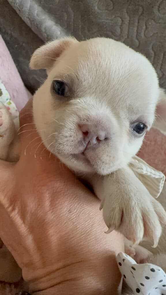 Molly | Cream French Bulldog Female | Available June 4th, 2026