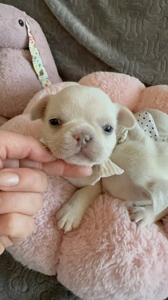 Molly | Cream French Bulldog Female | Available June 4th, 2026