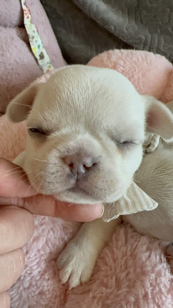 Molly | Cream French Bulldog Female | Available June 4th, 2026