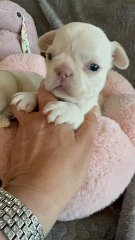 Macey | Cream French Bulldog Female | Available June 4th, 2026