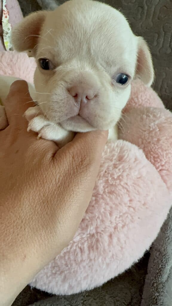 Macey | Cream French Bulldog Female | Available June 4th, 2026