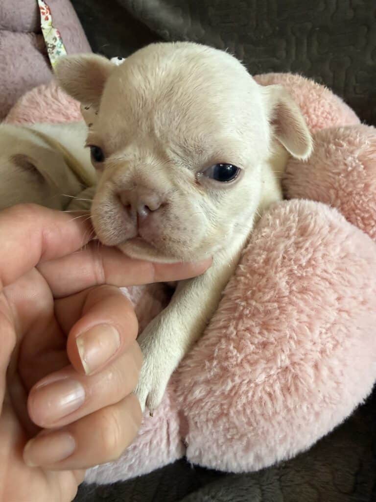 Macey | Cream French Bulldog Female | Available June 4th, 2026