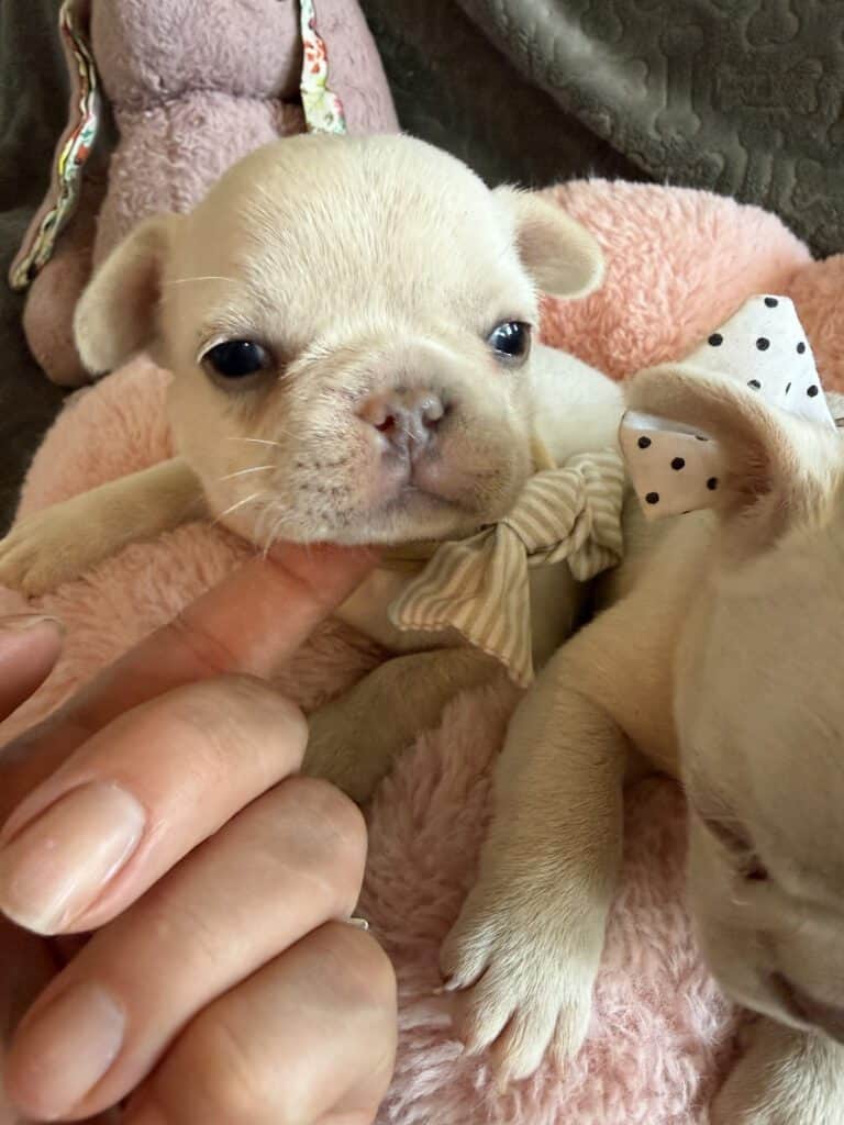 Molly | Cream French Bulldog Female | Available June 4th, 2026