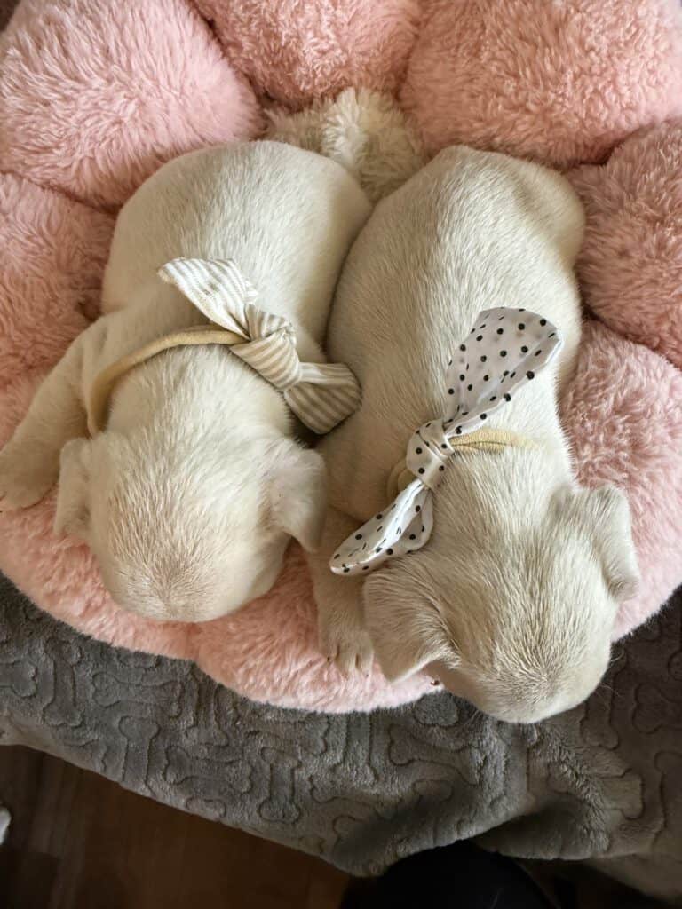 Molly | Cream French Bulldog Female | Available June 4th, 2026