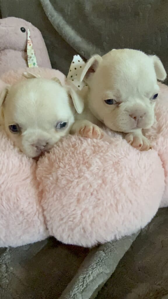 Molly | Cream French Bulldog Female | Available June 4th, 2026