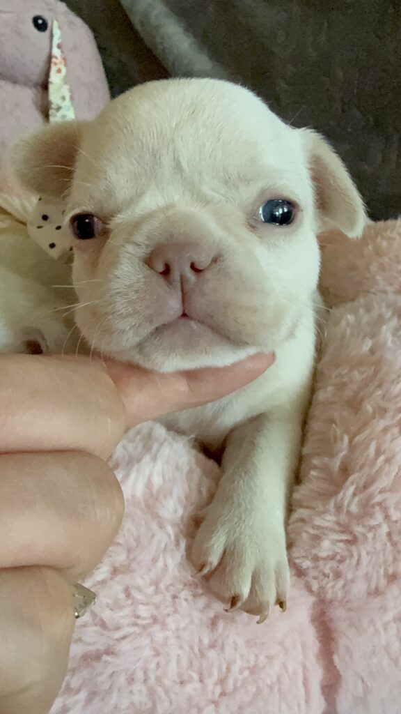 Macey | Cream French Bulldog Female | Available June 4th, 2026