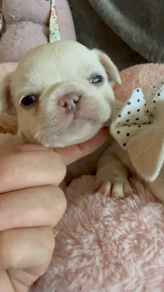 Molly | Cream French Bulldog Female | Available June 4th, 2026