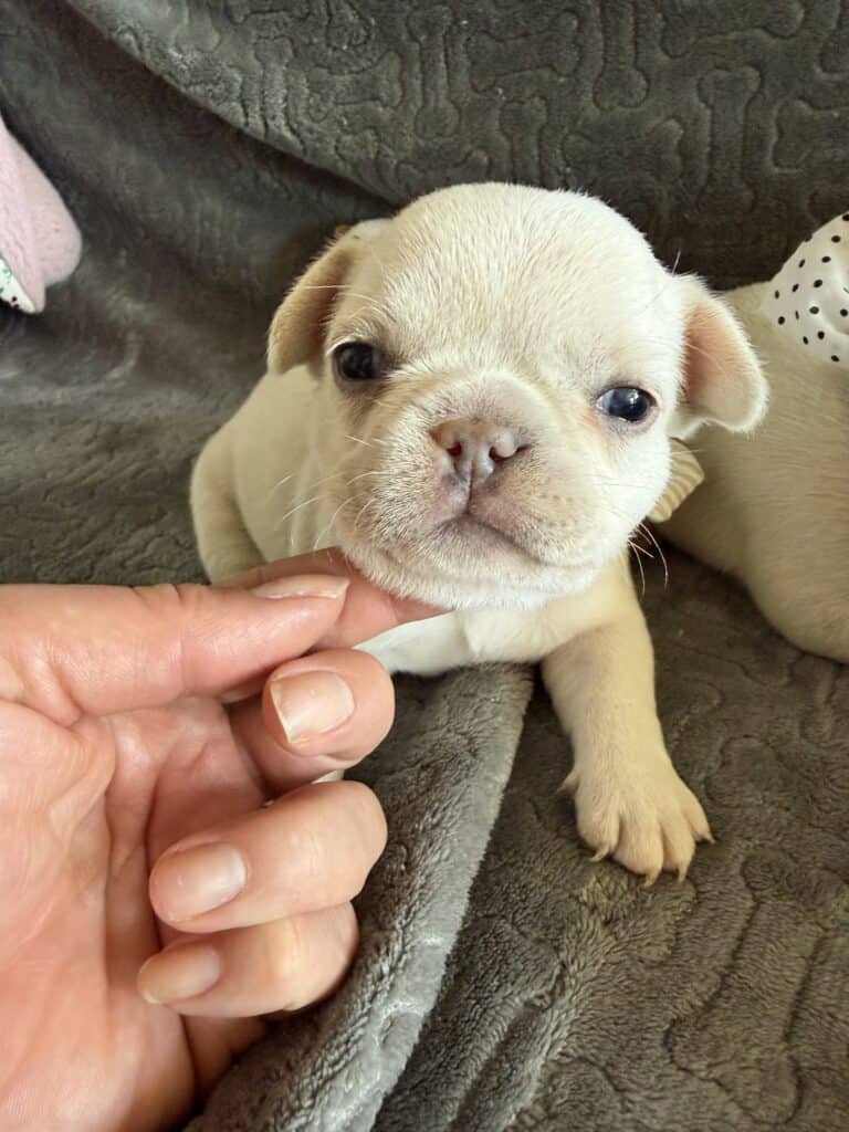 Molly | Cream French Bulldog Female | Available June 4th, 2026