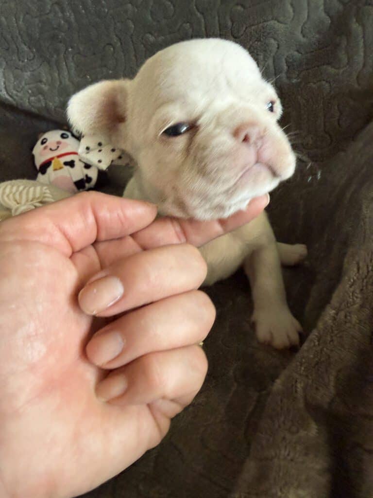 Macey | Cream French Bulldog Female | Available June 4th, 2026