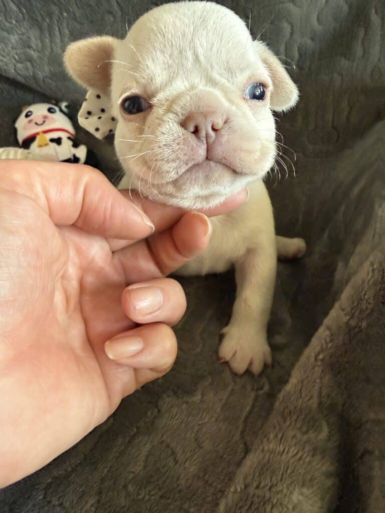 Macey | Cream French Bulldog Female | Available June 4th, 2026