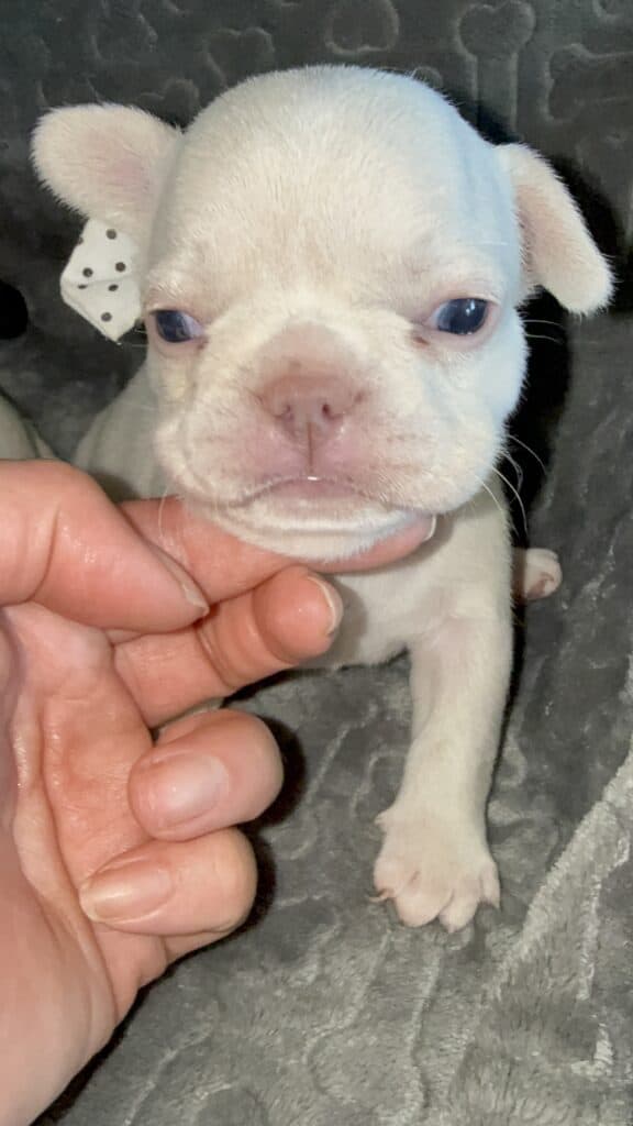 Macey | Cream French Bulldog Female | Available June 4th, 2026