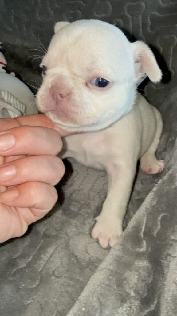 Macey | Cream French Bulldog Female | Available June 4th, 2026
