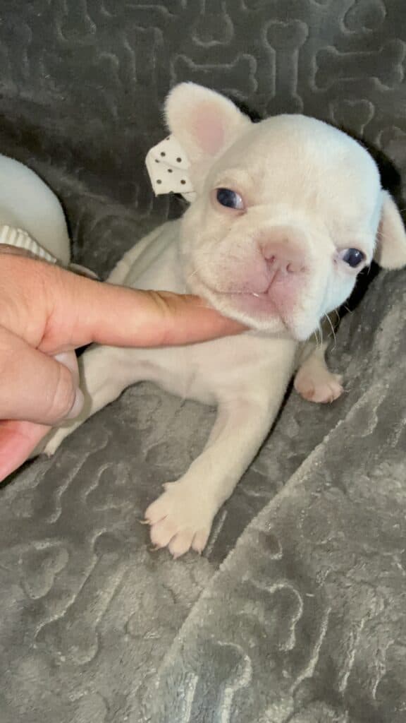 Macey | Cream French Bulldog Female | Available June 4th, 2026