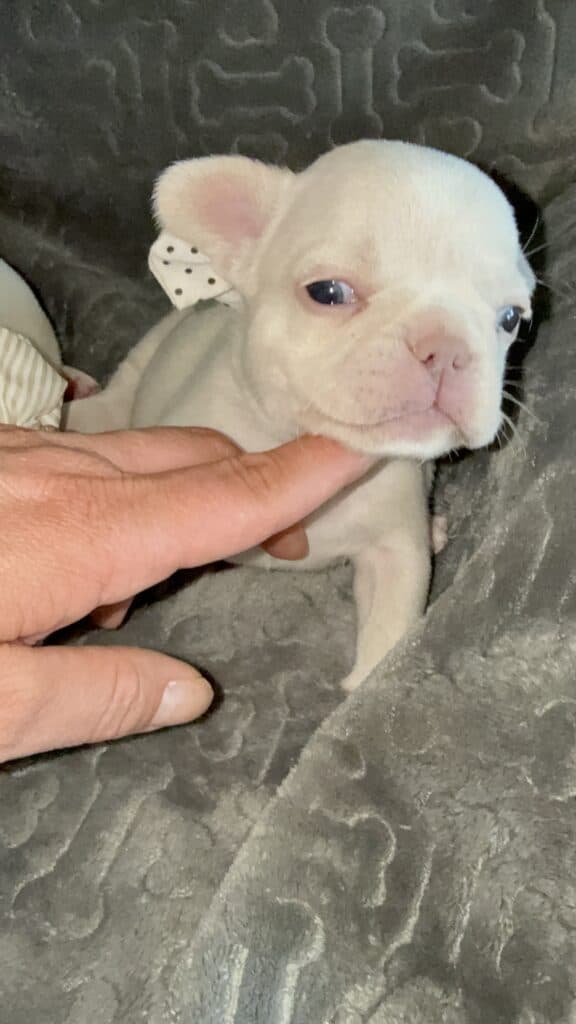 Macey | Cream French Bulldog Female | Available June 4th, 2026