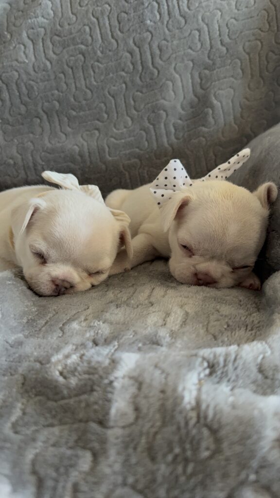 Molly | Cream French Bulldog Female | Available June 4th, 2026