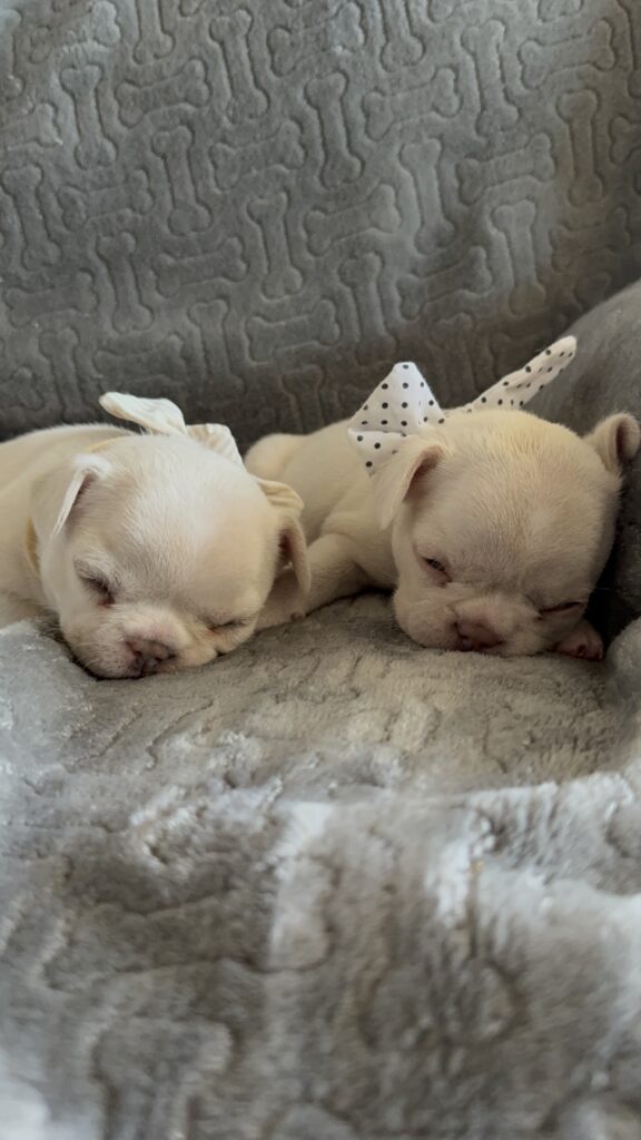 Macey | Cream French Bulldog Female | Available June 4th, 2026