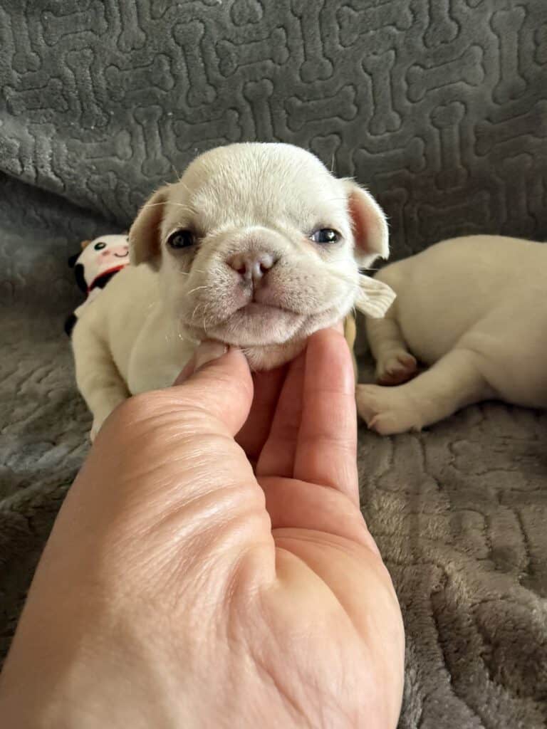 Molly | Cream French Bulldog Female | Available June 4th, 2026