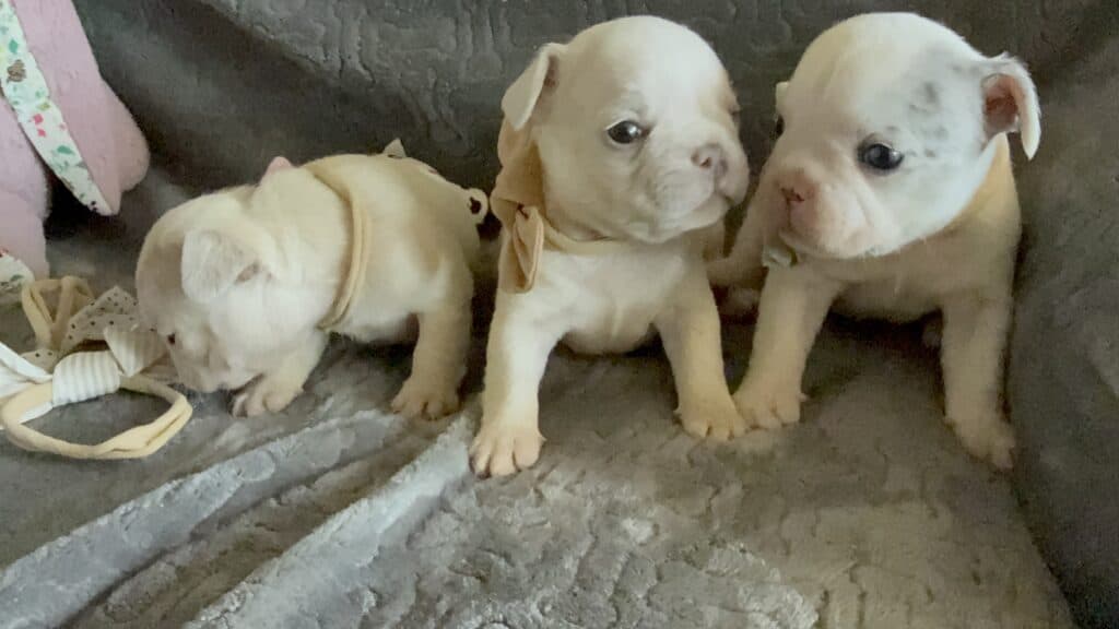 Monsieur | Blue Merle Pied French Bulldog Male | Available June 4th, 2026