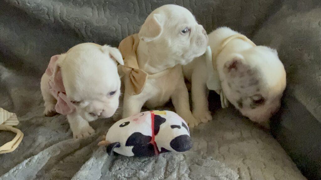 Marius | Cream French Bulldog Male | Available June 4th, 2026