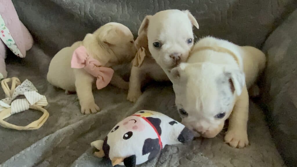 Marius | Cream French Bulldog Male | Available June 4th, 2026