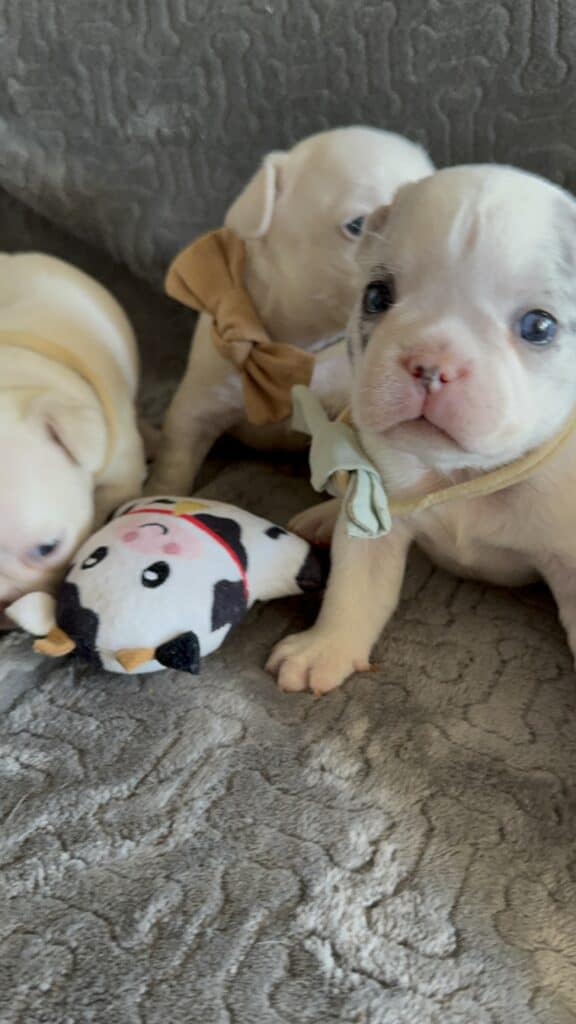 Monsieur | Blue Merle Pied French Bulldog Male | Available June 4th, 2026