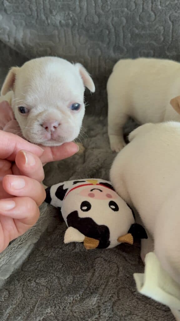 Marcel | Cream French Bulldog Male | Available June 4th, 2026