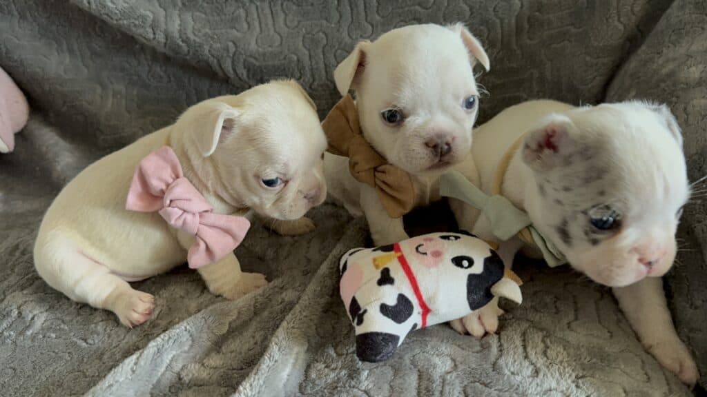 Marcel | Cream French Bulldog Male | Available June 4th, 2026