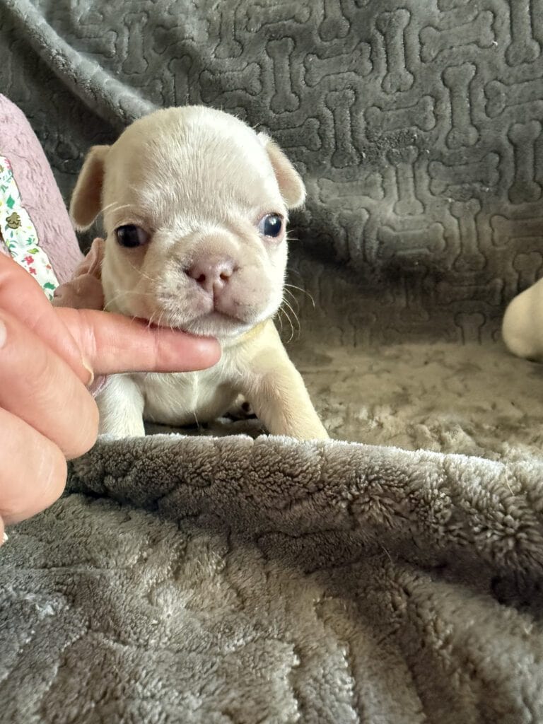 Marcel | Cream French Bulldog Male | Available June 4th, 2026