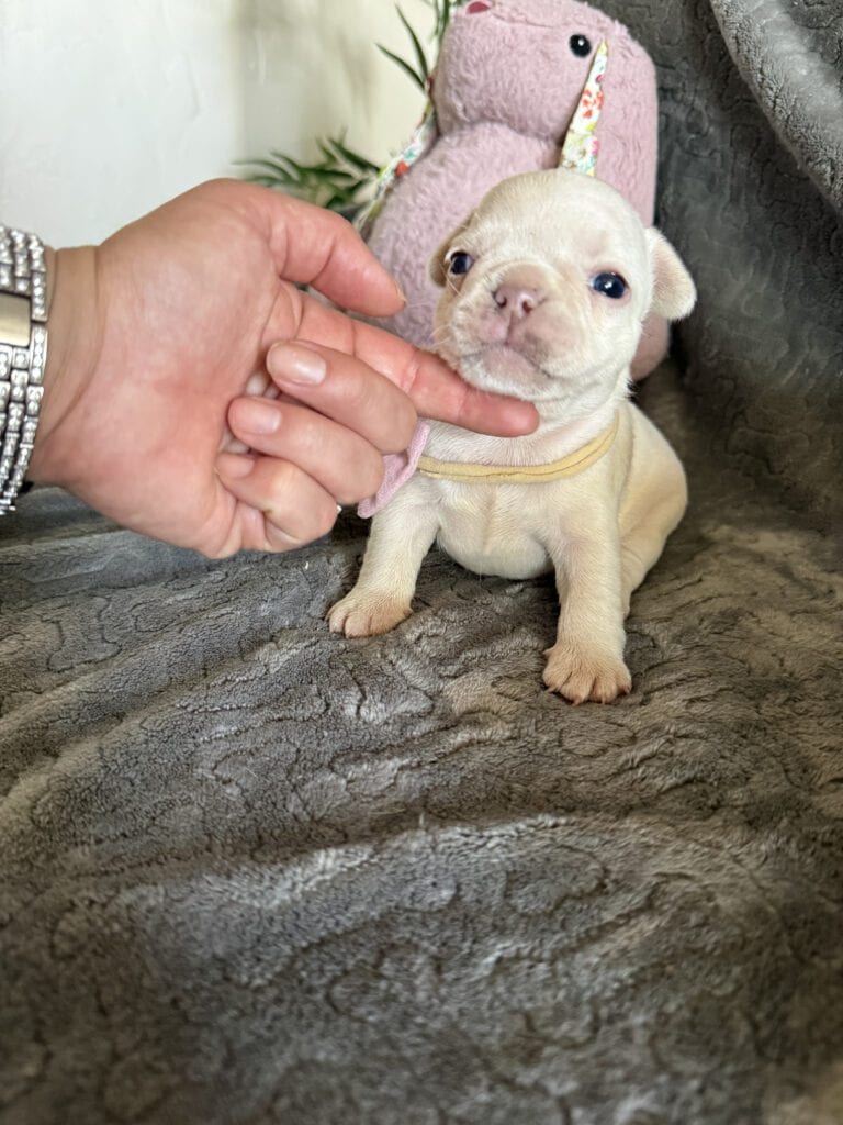 Marcel | Cream French Bulldog Male | Available June 4th, 2026