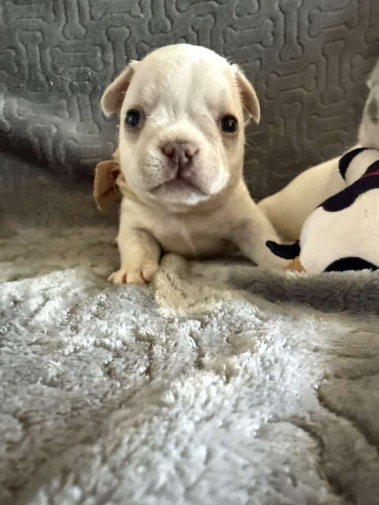 Marius | Cream French Bulldog Male | Available June 4th, 2026