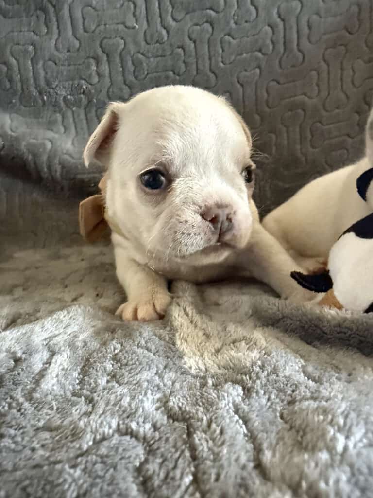 Marius | Cream French Bulldog Male | Available June 4th, 2026