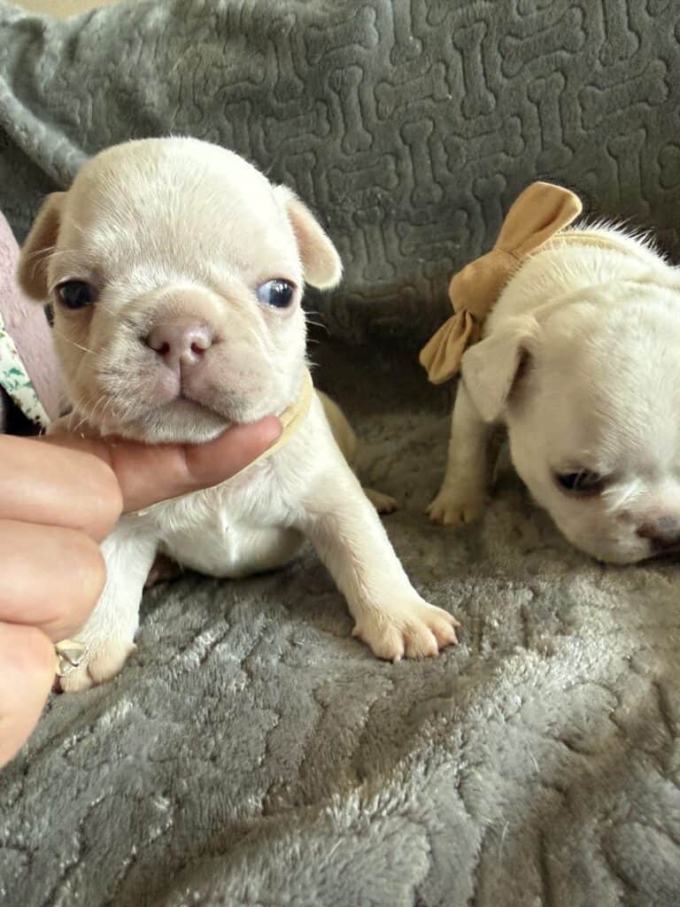 Marcel | Cream French Bulldog Male | Available June 4th, 2026