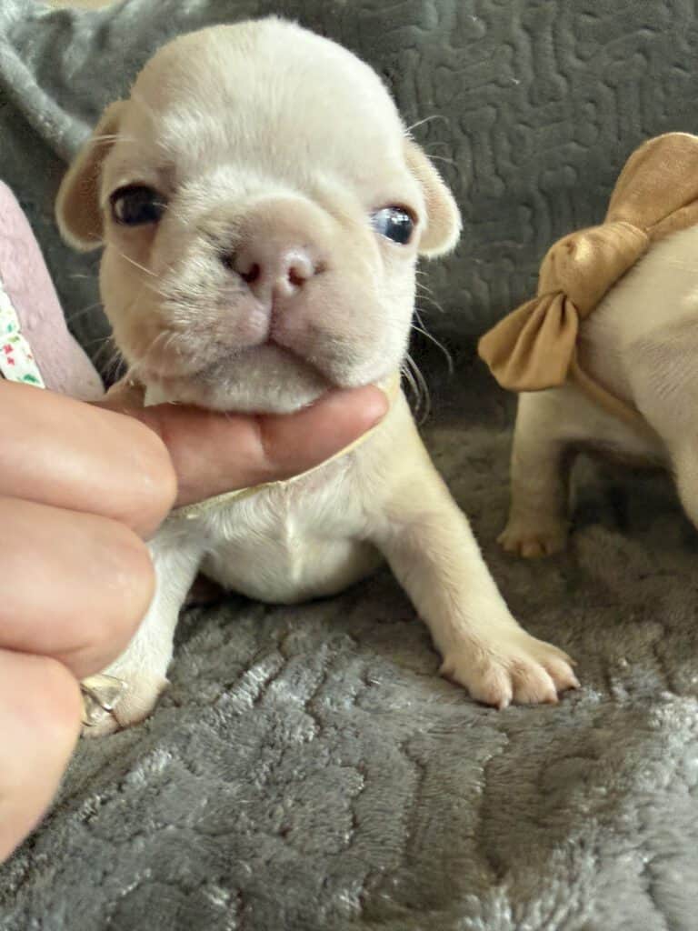 Marcel | Cream French Bulldog Male | Available June 4th, 2026
